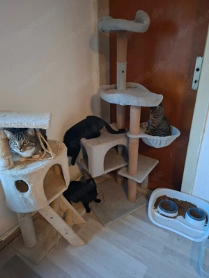 Private Pflegestelle sucht Futter und Streu