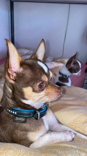 chihuahua deckrüde tricolor  Bild 4