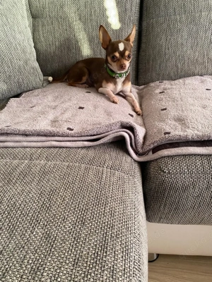 chihuahua deckrüde tricolor  Bild 5