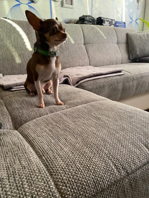 chihuahua deckrüde tricolor  Bild 3