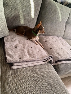 chihuahua deckrüde tricolor  Bild 2