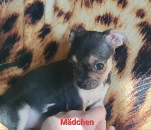 Wir suchen unser neue körbchen