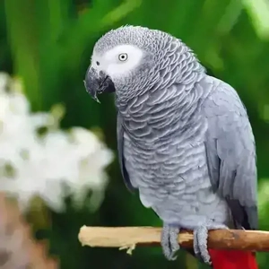 Graupapagai Männlich