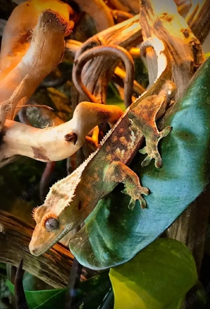 Kronengecko (1.0 männlich  Adult)