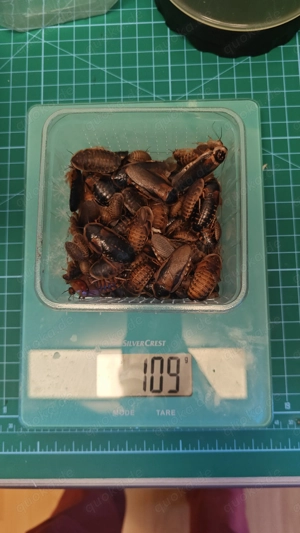 100 g Argentinische Waldschaben   gemischt, aus eigener Zucht   Abholung in Darmstadt Bild 2