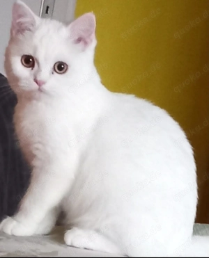 Kätzchen weiß in liebevolle Hände abzugeben. 