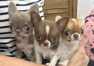 Chihuahua-Welpe sucht neues Zuhause