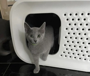 Abgabebereit!Russisch Blau kitten mit Stammbaum