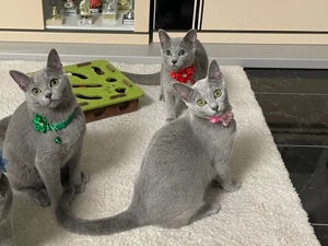 Abgabebereit!Russisch Blau kitten mit Stammbaum