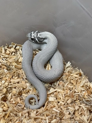 Heterodon Nasicus, Hakennasennatter 