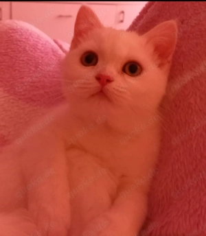 Kätzchen weiß in liebevolle Hände abzugeben. 