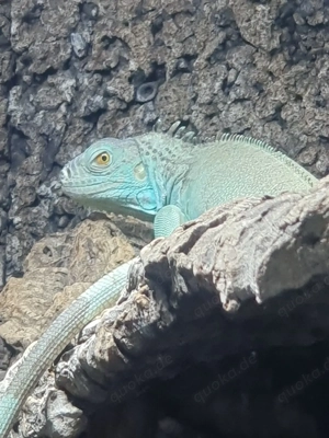 Verkaufe blauen Iguana Iguana