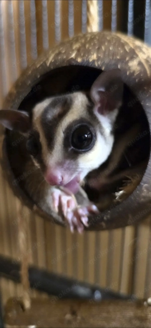 Sugar Glider männlich 