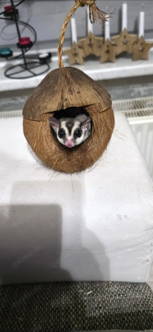 Sugar Glider männlich reserviert! Bild 3