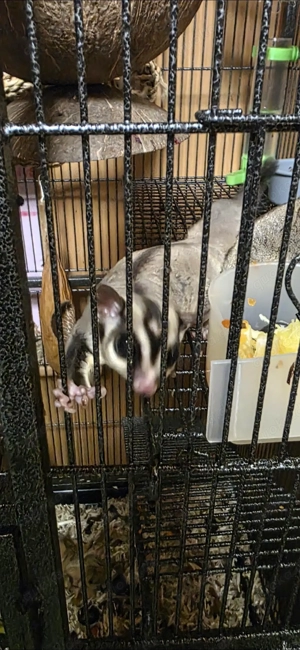 Sugar Glider männlich reserviert! Bild 5