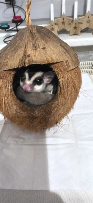 Sugar Glider männlich reserviert! Bild 2