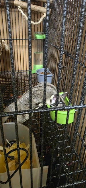 Sugar Glider männlich reserviert! Bild 4