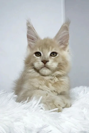 Maine-Coon-Katzen (männlich & weiblich)   Reinrassig   Reservierung möglich