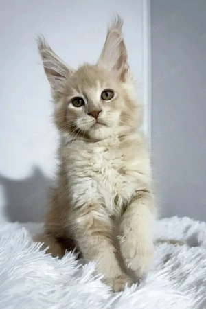 Wunderschöne Kätzchen zu verkaufen   Alle geimpft   