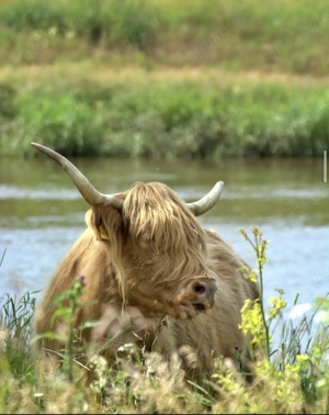 Highland Cattles   Schottische Hochland Rinder abzugeben