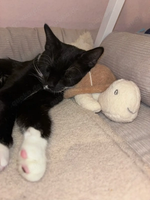 Bkh Ekh Mischlingskater Bild 3