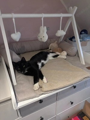 Bkh Ekh Mischlingskater Bild 4