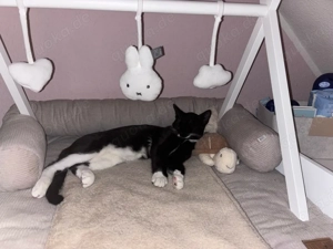 Bkh Ekh Mischlingskater