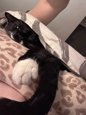 Bkh Ekh Mischlingskater Bild 2