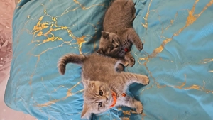 Britisch Deckkater Bild 4
