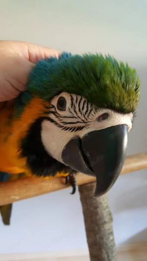 Gelbbrustarababys männlich