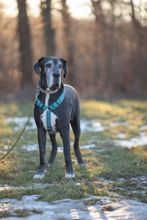Manny - wünscht sich ein ruhiges Zuhause 
