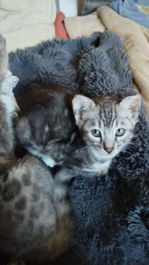 Die Echten..... Bild 3