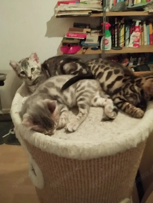 Die Echten..... Bild 2