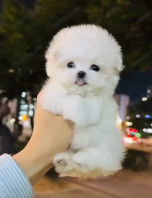 Mini Pomeranian Boo Welpe mit pass und impfungen 