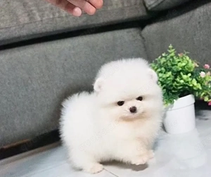 Mini Pomeranian Boo Welpe mit pass und impfungen 