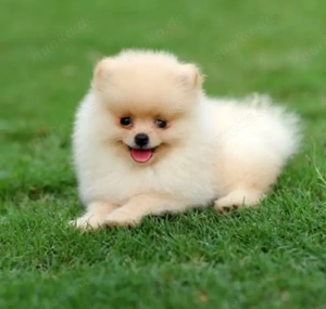 Mini Pomeranian Boo Welpe mit pass und impfungen 