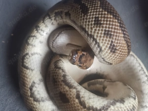 Königspython, Python regius  Bild 3