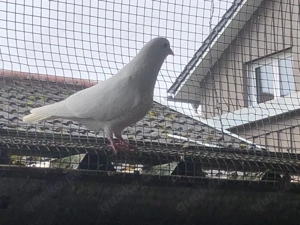 Arabische Trommeltaube