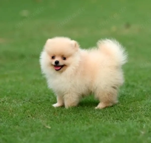 Mini Pomeranian Boo Welpe mit pass und impfungen 