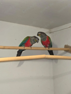 Guten Tag  wir geben noch ein sehr  schönes Pärchen  Rotbauch Sittiche  in gute Hände ab.