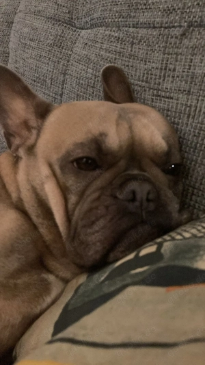Französische Bulldogge Weibchen fast 2 Jahre 