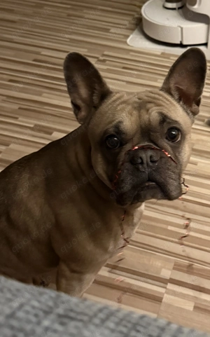 Französische Bulldogge Weiblich 