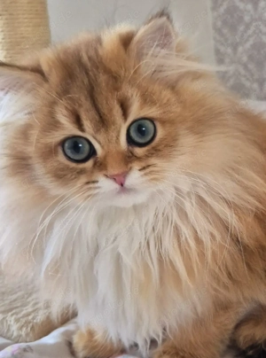 BLH Britische Kitten 