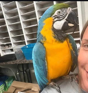 Gelbbrustara weibchen Handzahm 