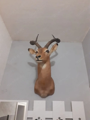 Impala Antilope Präparat Tierpräparat ausgestopft Taxidermy