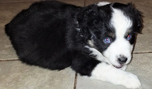 Wundervolle Miniatur Australien Shephard Welpen, reine Showlinie suchen bald tolles Zuhause 