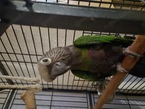 Fächerpapagei zu verkaufen!