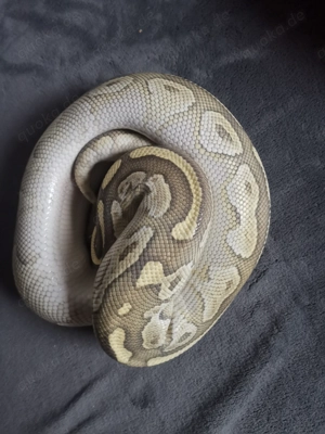 Königspython, Python regius 