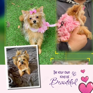 Mini Yorkshire Welpen Mix Bild 8