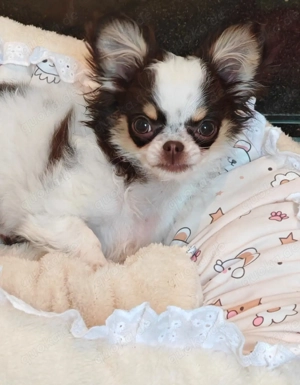 Verkaufe wunderschönes Chihuahua Mädchen